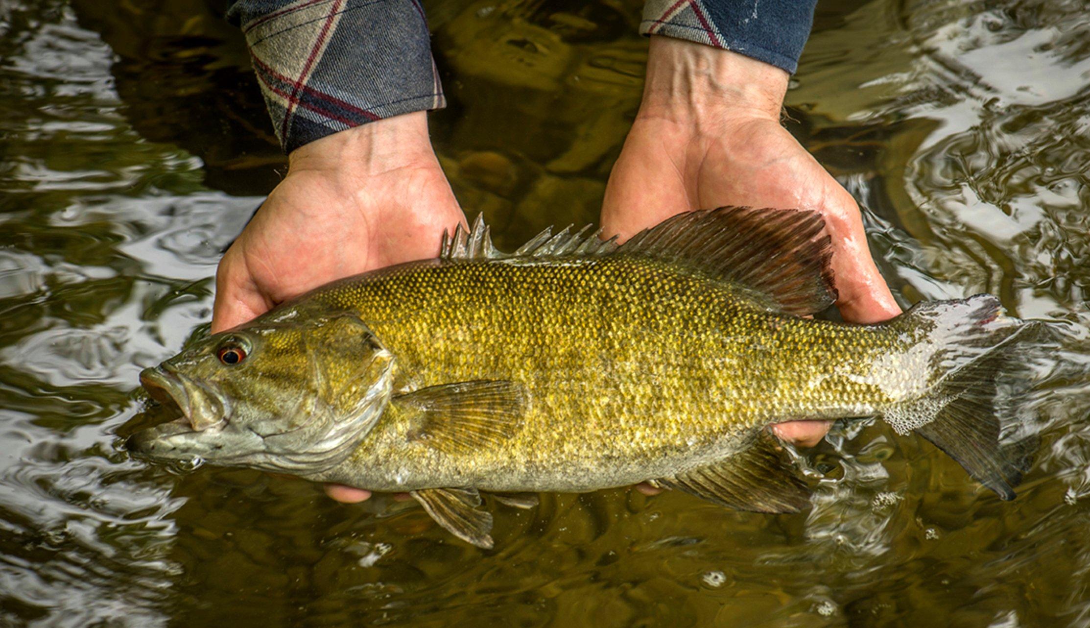 Image: fall_smallies_2 copy